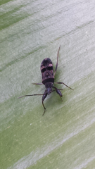 Bedunia cuspidata