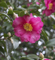 Camellia hiemalis