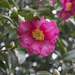 Camellia hiemalis - Photo (c) 空猫 T. N, some rights reserved (CC BY-NC), uploaded by 空猫 T. N