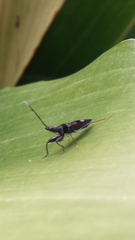 Bedunia cuspidata