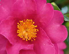 Camellia hiemalis