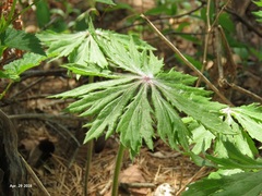 Syneilesis palmata