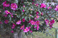 Camellia hiemalis