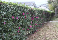 Camellia hiemalis