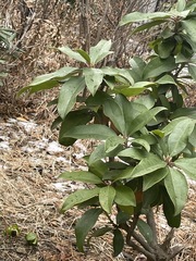 Machilus thunbergii
