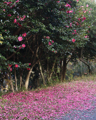 Camellia hiemalis