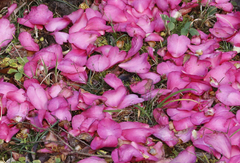 Camellia hiemalis
