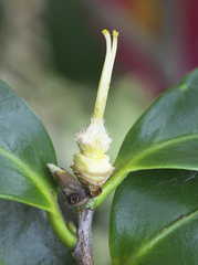Camellia hiemalis