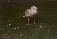 Larus argentatus