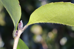 Camellia hiemalis