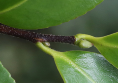 Camellia hiemalis