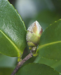 Camellia hiemalis