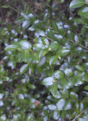Camellia hiemalis