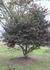 Camellia hiemalis