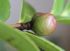 Camellia hiemalis