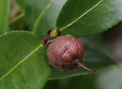 Camellia hiemalis