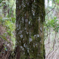 Taxus wallichiana