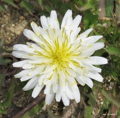 Taraxacum coreanum