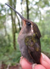 Lampornis amethystinus