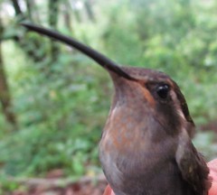 Lampornis amethystinus