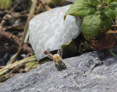 Apis mellifera