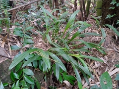Liparis viridiflora