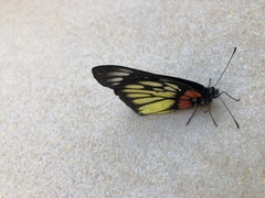 Delias pasithoe thyra