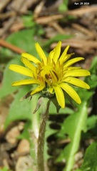 Taraxacum mongolicum