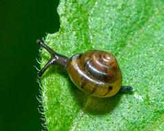 Euconulidae