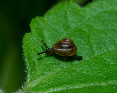 Euconulidae