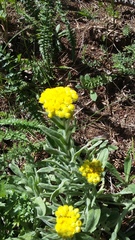 Helichrysum graveolens