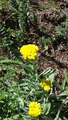 Helichrysum graveolens