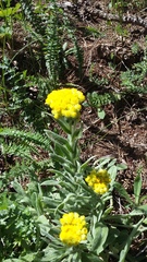 Helichrysum graveolens
