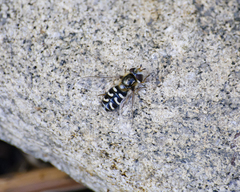 Scaeva pyrastri