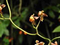 Cyrtochilum flexuosum