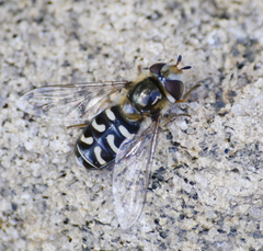Scaeva pyrastri