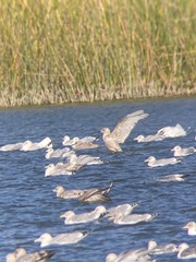 Larus glaucoides kumlieni