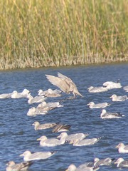 Larus glaucoides kumlieni