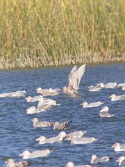 Larus glaucoides kumlieni