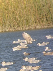 Larus glaucoides kumlieni