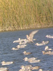 Larus glaucoides kumlieni