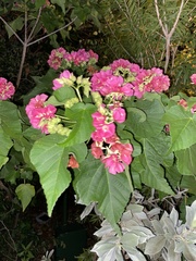 Dombeya wallichii