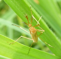 Coquillettidia microannulata