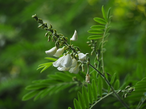 Tephrosia candida