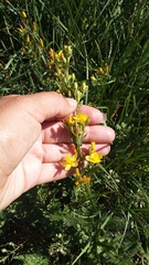 Hypericum linarioides