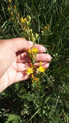 Hypericum linarioides