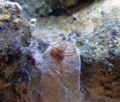 Loxosceles yucatana
