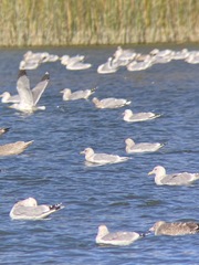Larus glaucoides kumlieni