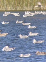 Larus glaucoides kumlieni