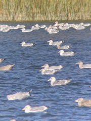 Larus glaucoides kumlieni